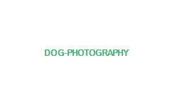 dog-photography