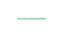 wildlife-photographer