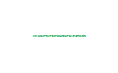 wildlife-photography-turtles