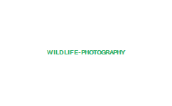 wildlife-photography